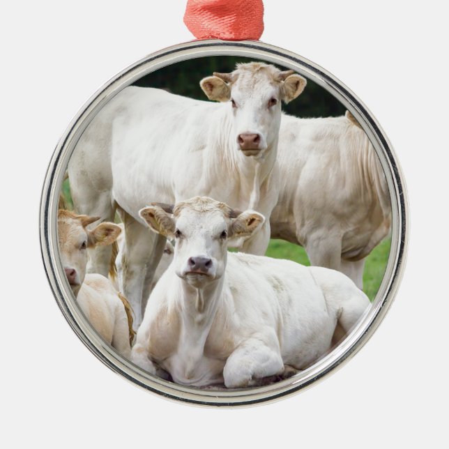 Group of white beige cows posing in meadow metal ornament (Front)