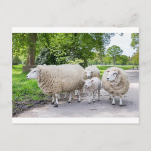 Group of white sheep and lamb on road in nature postcard