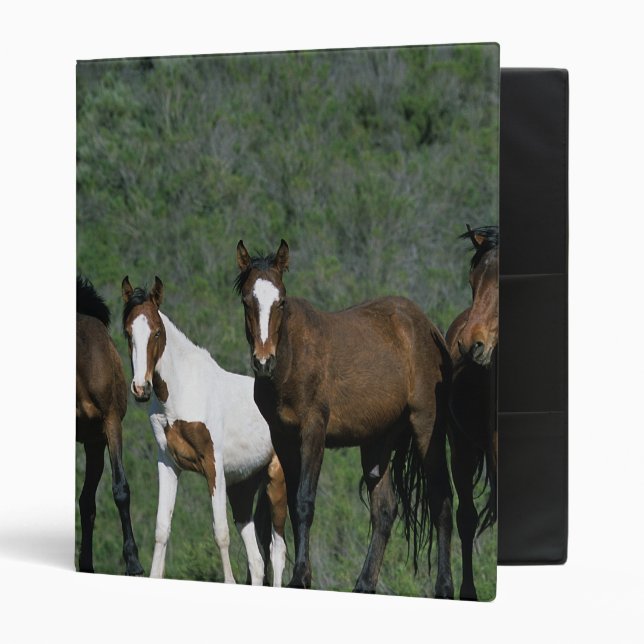 Group of Wild Mustang Horses 3 Ring Binder (Front/Inside)