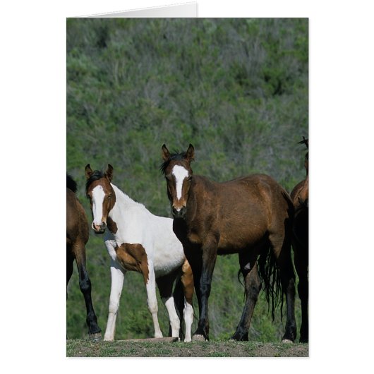 Group of Wild Mustang Horses Cards (Front)