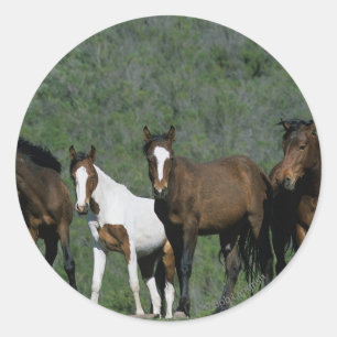 Group of Wild Mustang Horses Classic Round Sticker