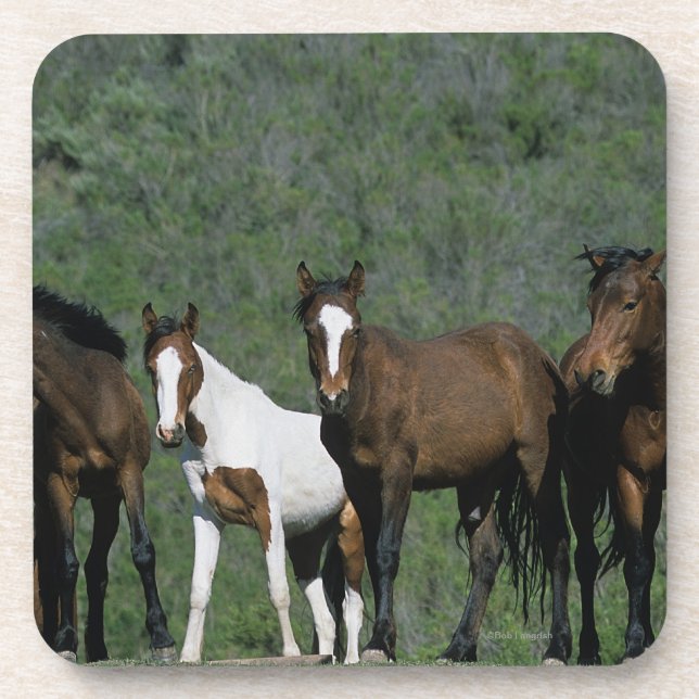 Group of Wild Mustang Horses Drink Coaster (Front)