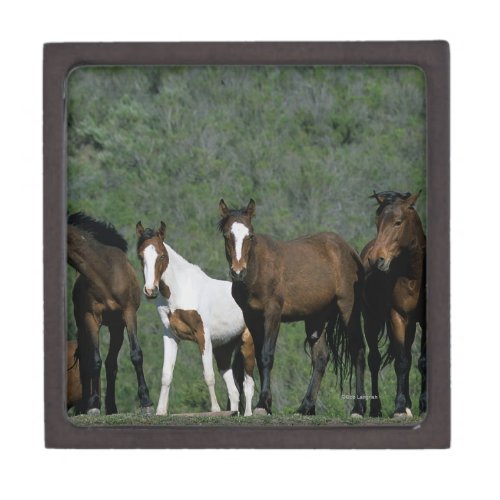 Group of Wild Mustang Horses Jewelry Box