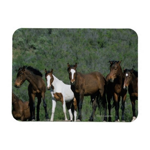 Group of Wild Mustang Horses Magnet