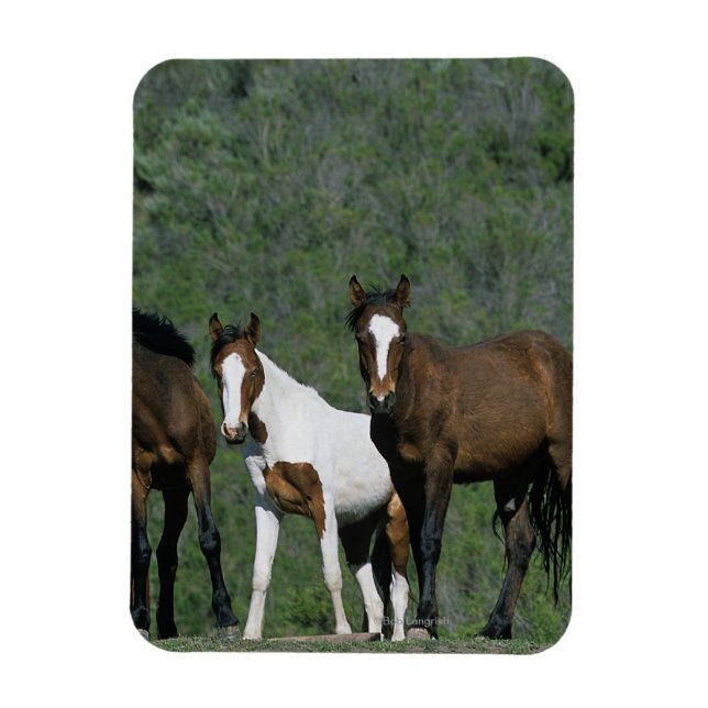 Group of Wild Mustang Horses Magnet (Vertical)