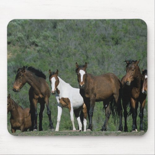 Group of Wild Mustang Horses Mouse Pad