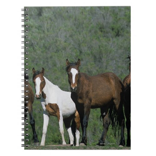 Group of Wild Mustang Horses Notebook