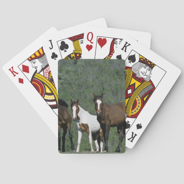 Group of Wild Mustang Horses Poker Cards (Back)