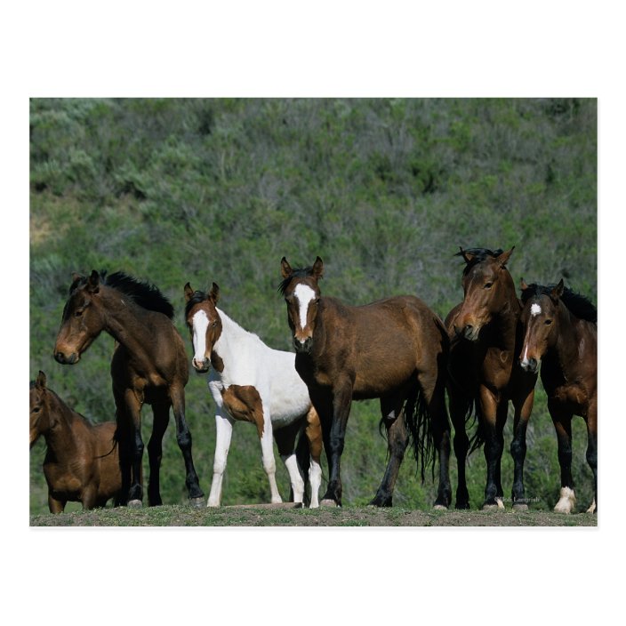 Wild mustangs running image