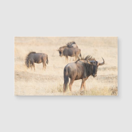 Group of wildebeest (Front)