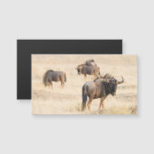 Group of wildebeest (Front/Back)