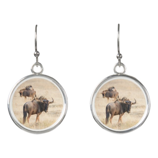 Group of wildebeest earrings (Front)