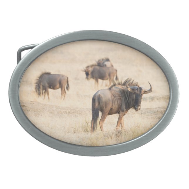 Group of wildebeest oval belt buckle (Front)