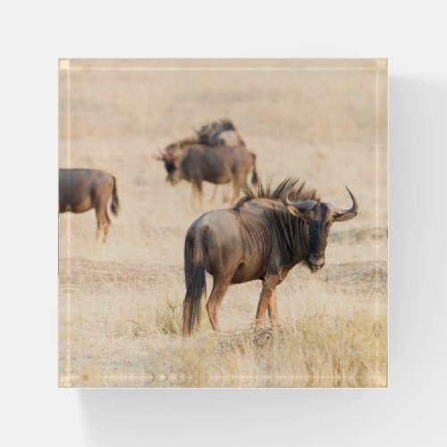 Group of wildebeest paperweight