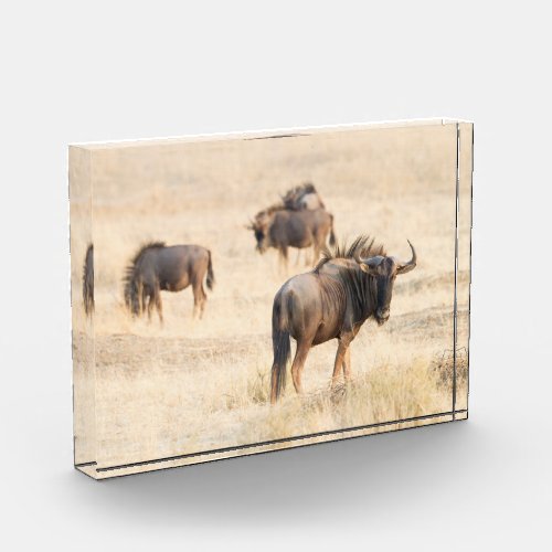 Group of  wildebeest photo