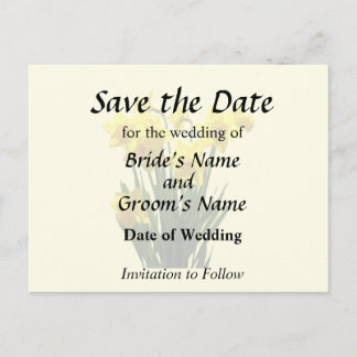 Group of Yellow Daffodils Announcement Postcard