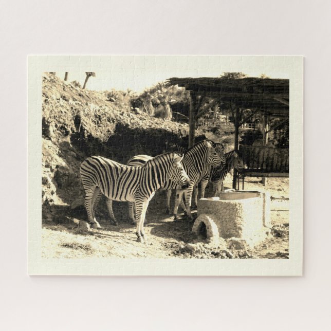 Group of zebras jigsaw puzzle (Horizontal)