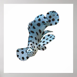 Grouper - Abstract Design - Cut out of a photo |  Poster