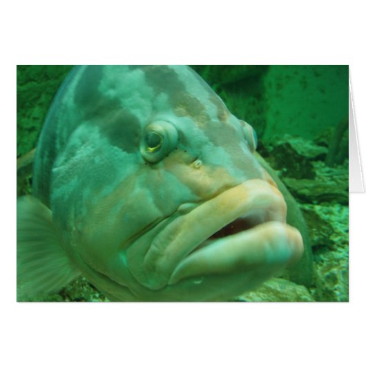 Grouper Cards (Front Horizontal)