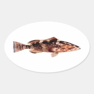Grouper Fish Oval Sticker