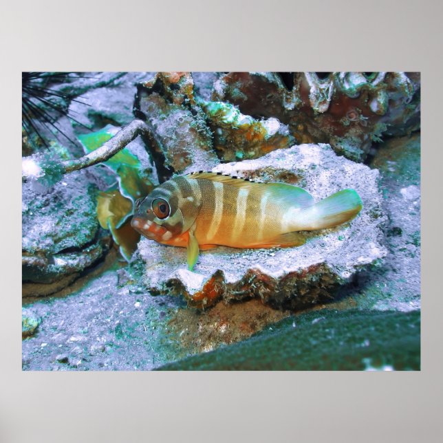 Grouper on a Half Shell Poster (Front)