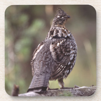 grouse coaster