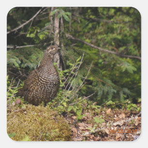 Grouse Hen Square Sticker