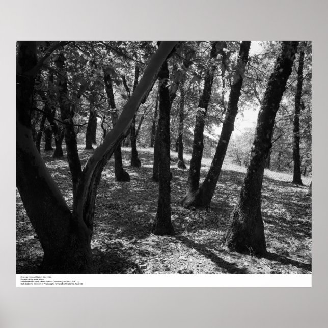 Grove at Hopland Station, 1966 Poster (Front)