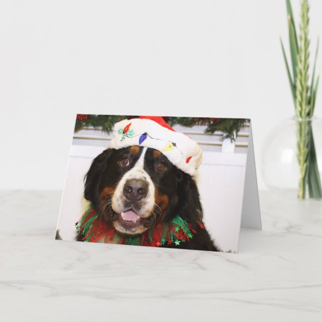 Grover - Bernese Mountain Dog Holiday Card (Front)