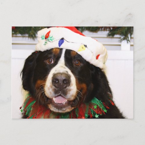 Grover _ Bernese Mountain Dog Holiday Postcard