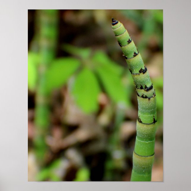 Growing Bamboo Poster (Front)