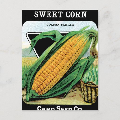 Growing Corn Postcard