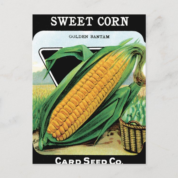 Growing Corn Postcard Zazzle 1944