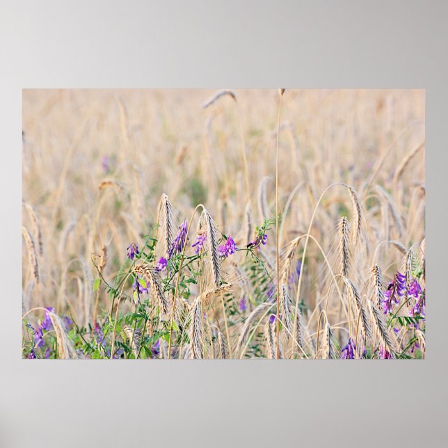 Growing Grain Poster (Front)