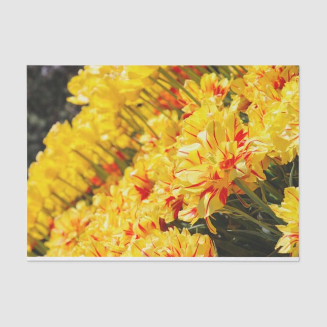 Growing in Gold  Tissue Paper (Front)