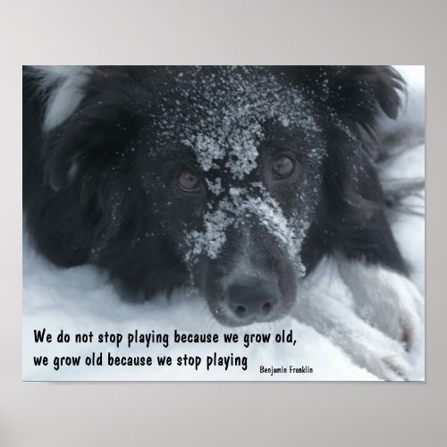 Growing Old Inspirational Quote Border Collie Poster