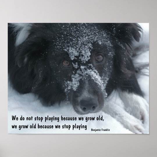 Growing Old Quote Border Collie Face Poster