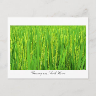 Growing rice - South Korea Postcard