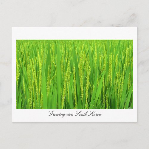 Growing rice _ South Korea Postcard