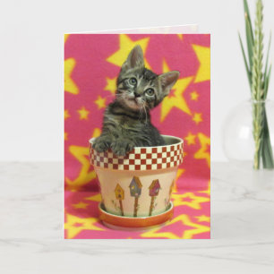 Growing Tabby Birthday Card - Cute Cat Pic