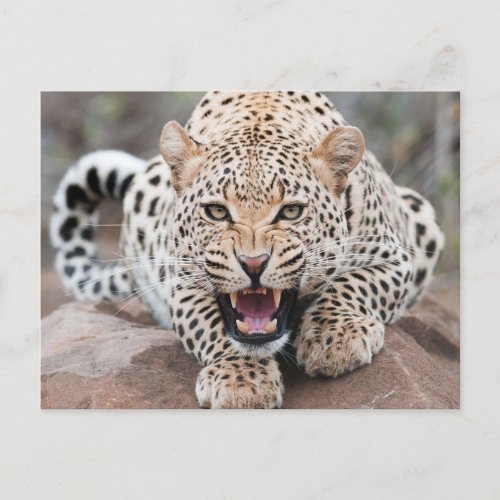 Growl Leopard Fierce Face Postcard