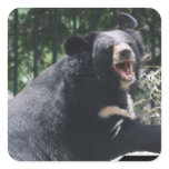 Growling Bear Stickers