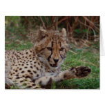 Growling Cheetah Cards