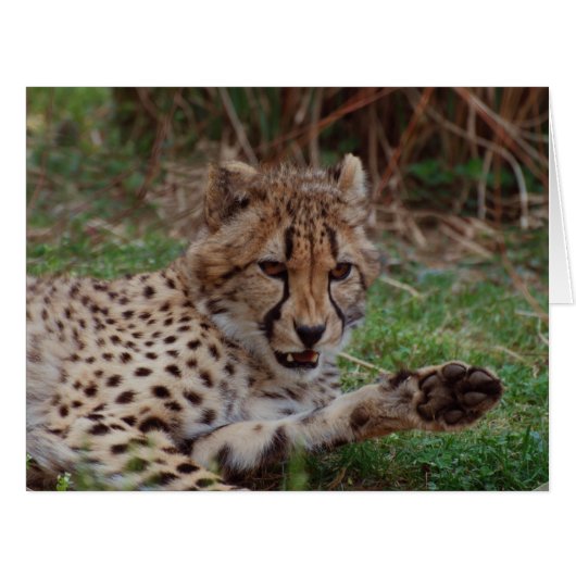 Growling Cheetah Cards (Front Horizontal)