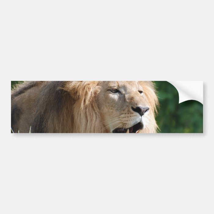 Growling Lion Bumper Stickers