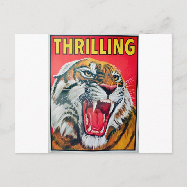 Growling Tiger Postcard (Front)