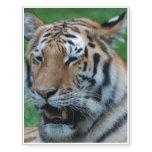 Growling Tiger Temporary Tattoos