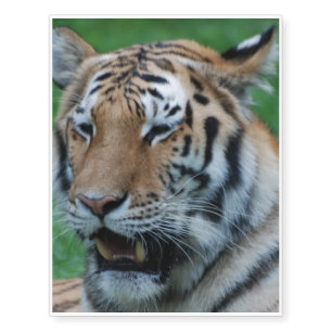 Growling Tiger Temporary Tattoos