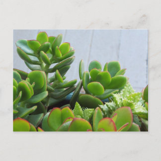 Grown in an Oxnard Ceramic Pot...California Living Postcard