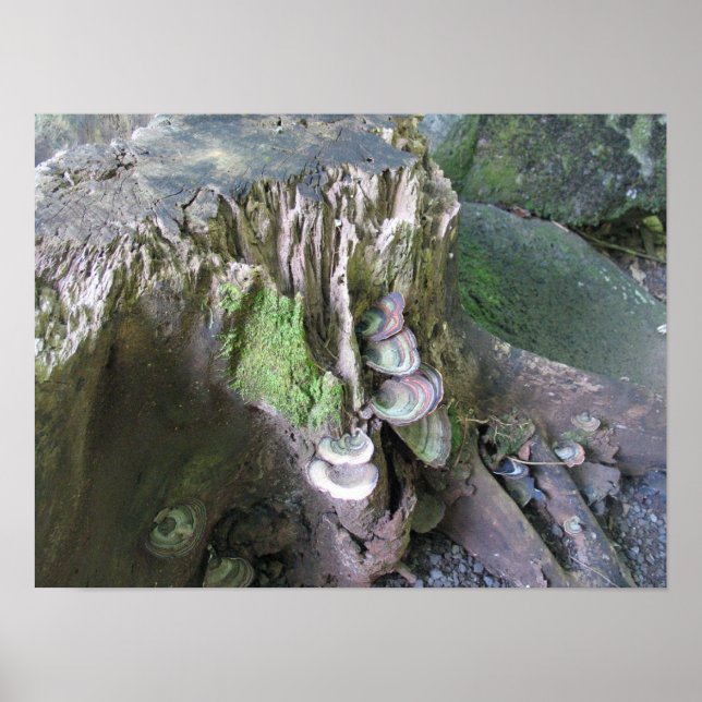 Growth in Limahuli Gardens Poster (Front)